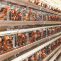 Автоматические многоярусные батареи для птицы / Экспорт стандартных клеток для птицеферм для цыплят-бройлеров